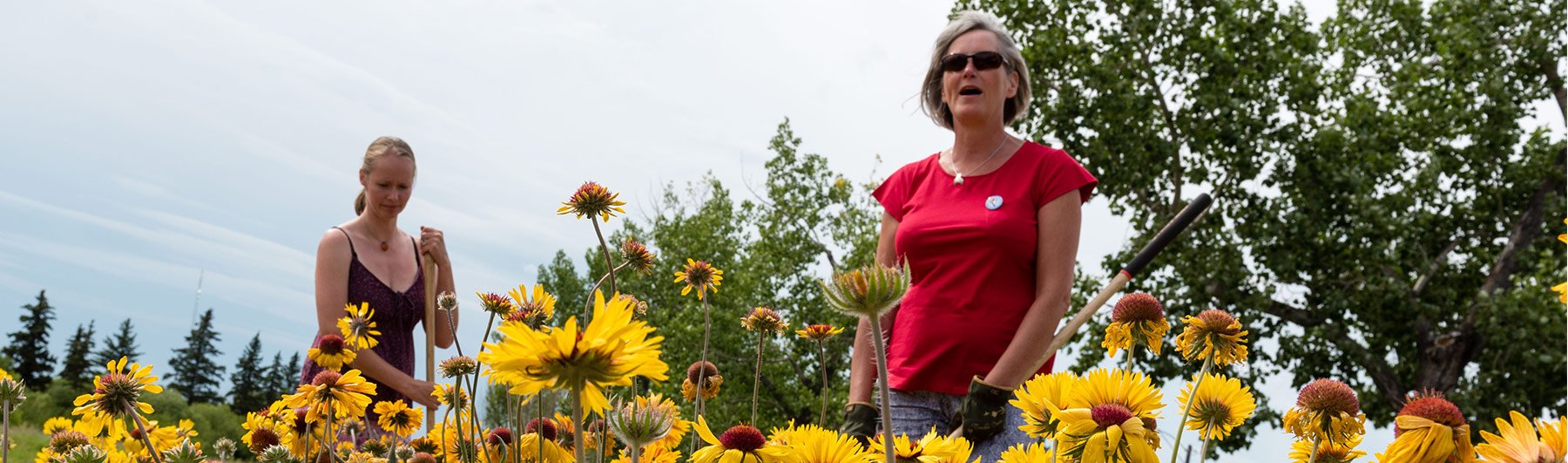 Pollinator Gardens