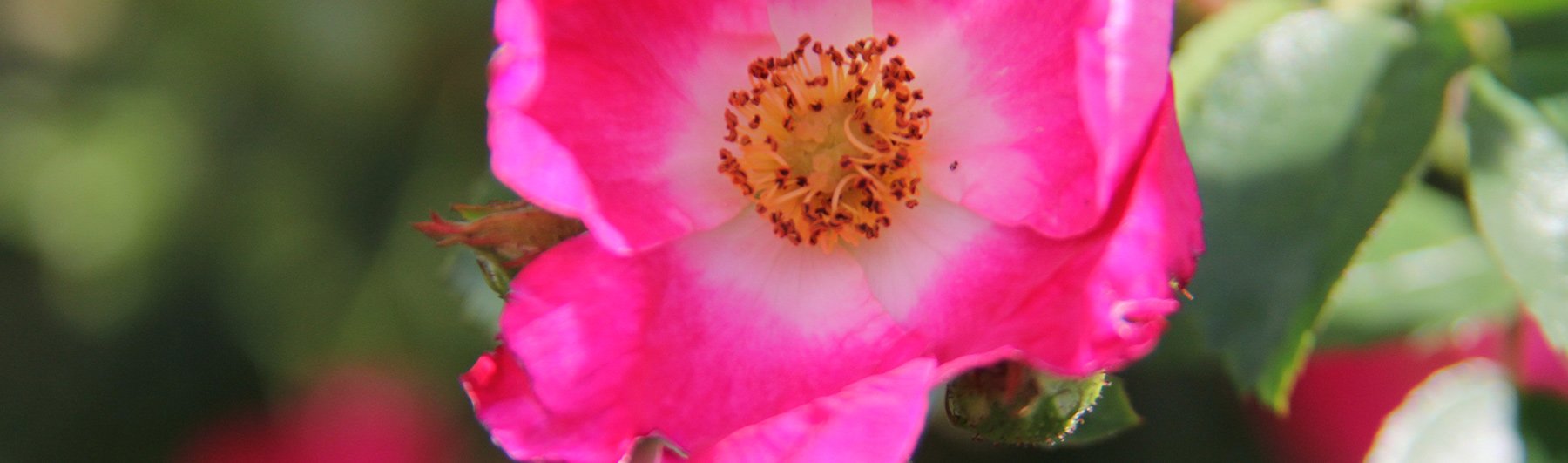 rose
