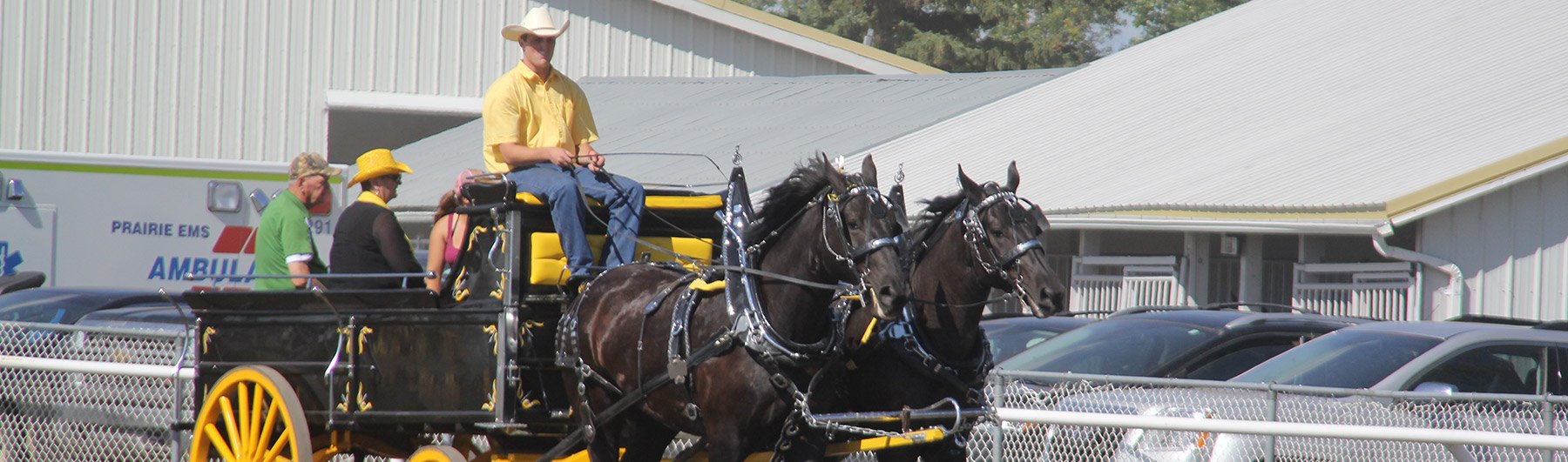 Horses at fair