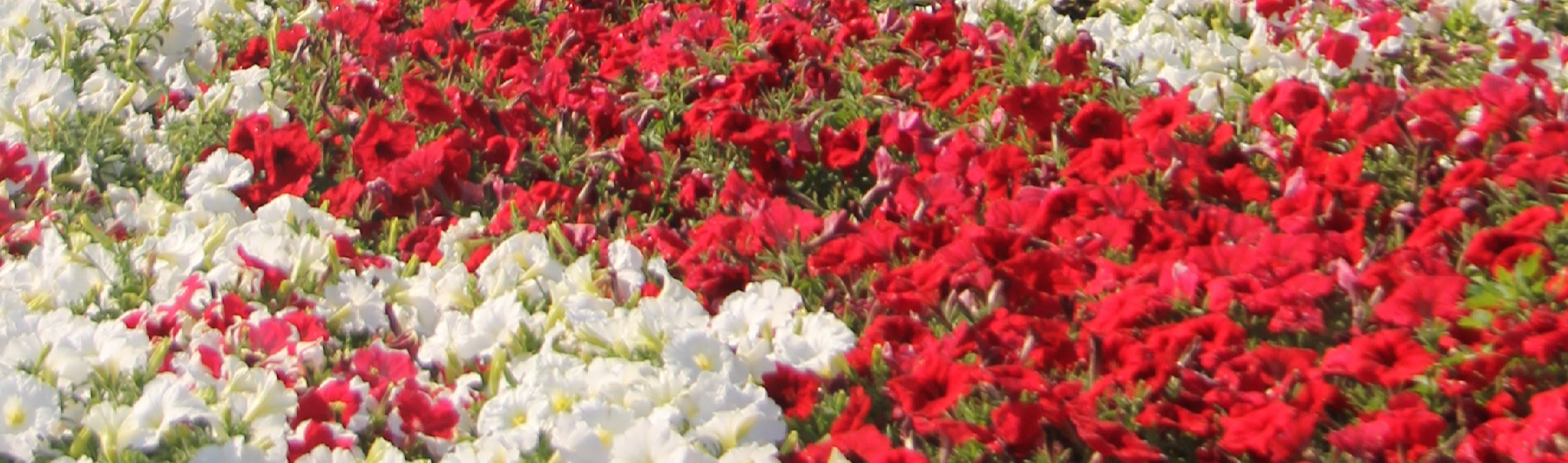 Petunias